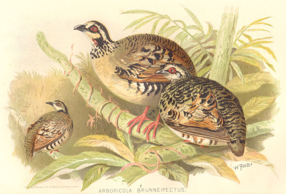 INDIAN GAME BIRDS. Brown-breasted Hill-Partridge (Arboricola Brunneipectus) 1915